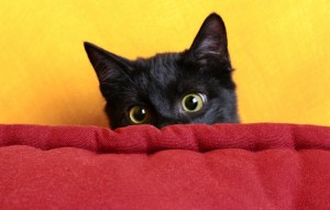 Black-Cat-Peek-a-boo