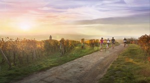 Wine Region In Moravi - CzechTourism