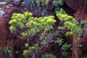 Vegetation, endemic plant species, Mont-Dore, New Caledonia, South Pacific Ocean