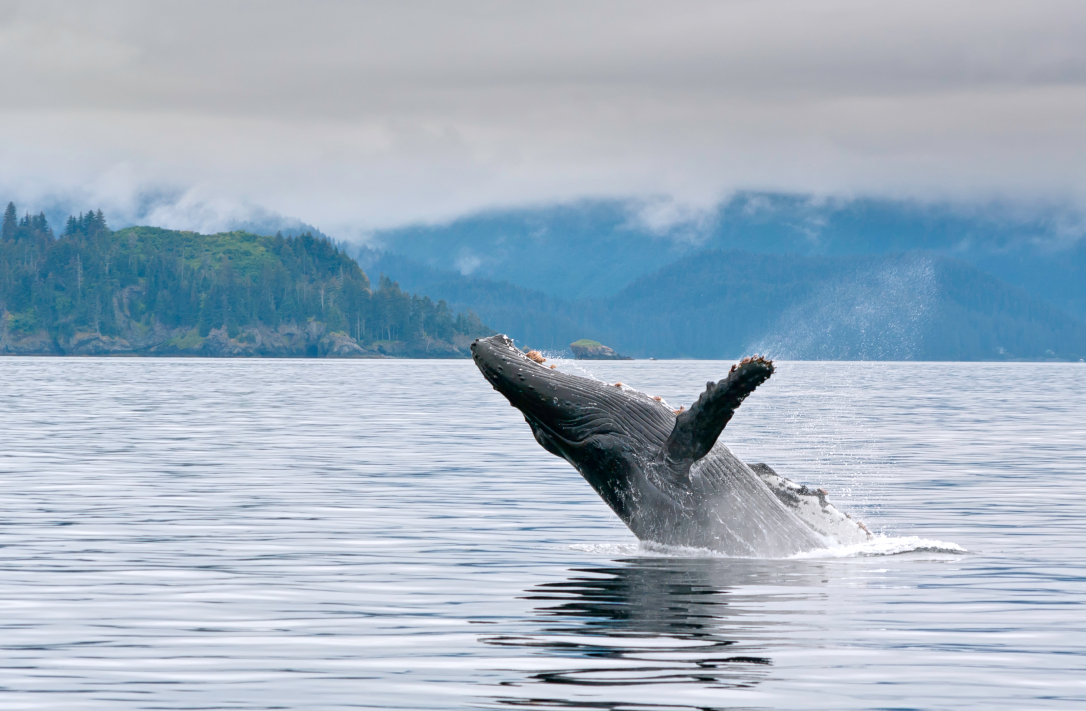 The Ultimate Guide to Whale Watching in Juneau | Travel Research Online