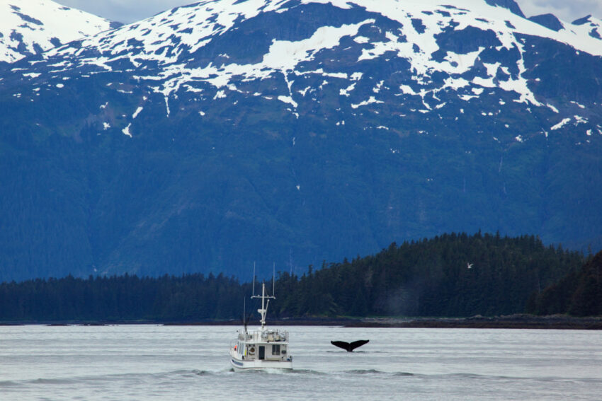 The Ultimate Guide to Whale Watching in Juneau | Travel Research Online