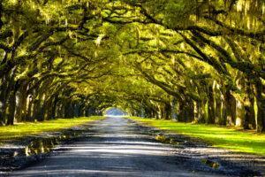 Oak trees forming canopy above road