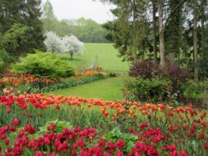 Tulip flowers in front of green field