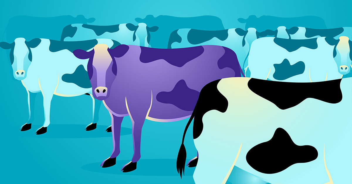 Business concept vector illustration of a purple cow amongst ordinary cows, marketing concept that states that companies must build things worth noticing right into their products or services