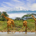 Safaris, Elephants, and the Big 5: Amboseli National Park