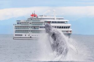 whale jumping out of water in front of american cruise line ship